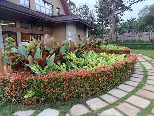 A curved bed of red-leaved cannas edged with clipped hedging beside a stepping-stone path