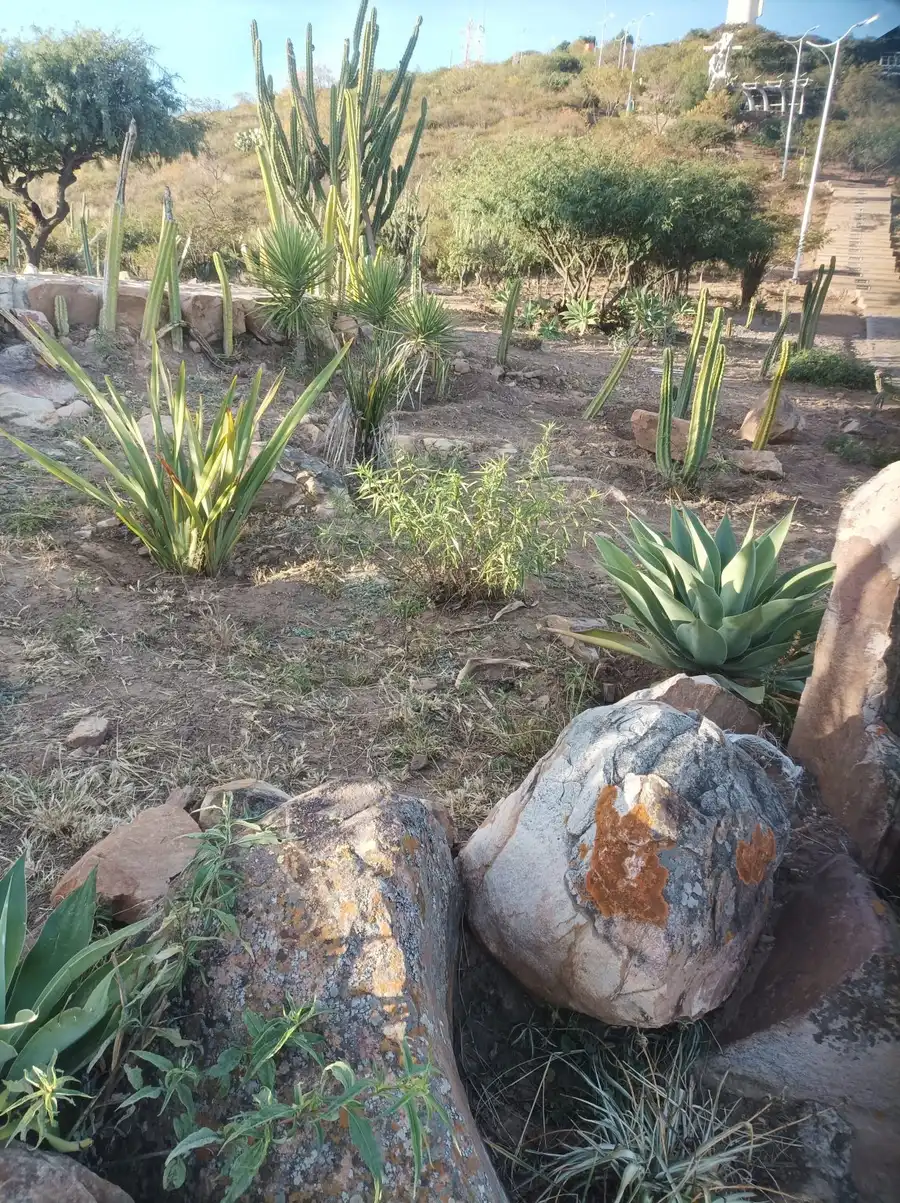 Agaves, cacti and grasses between boulders on a dry slope that is watered once a week