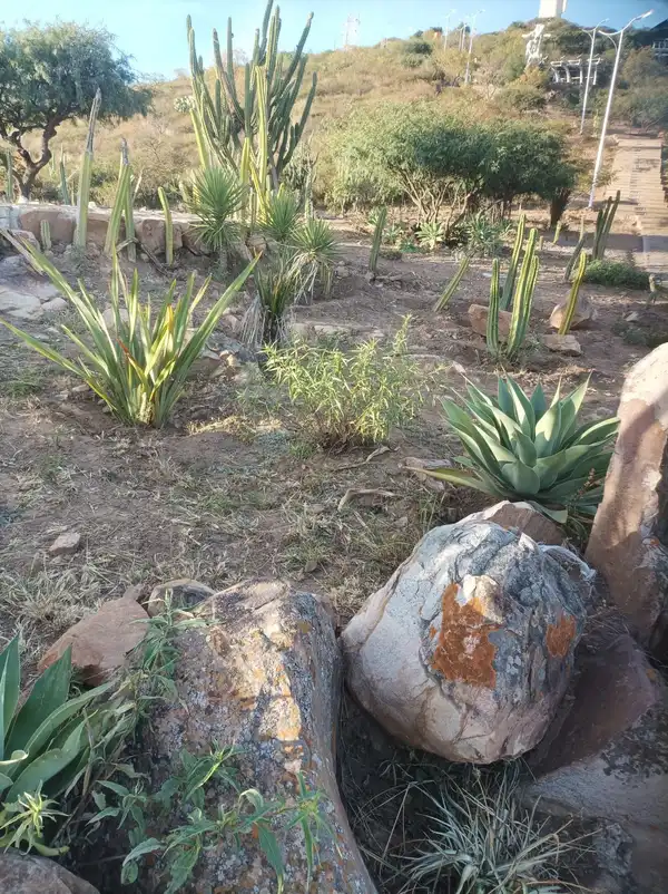 A dry hillside garden of agaves, cacti and grasses among large boulders