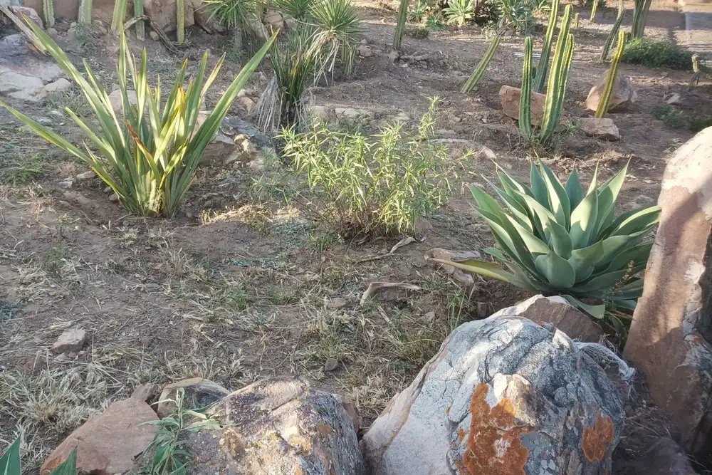 Agaves, cacti and grasses between boulders on a dry slope that is watered once a week