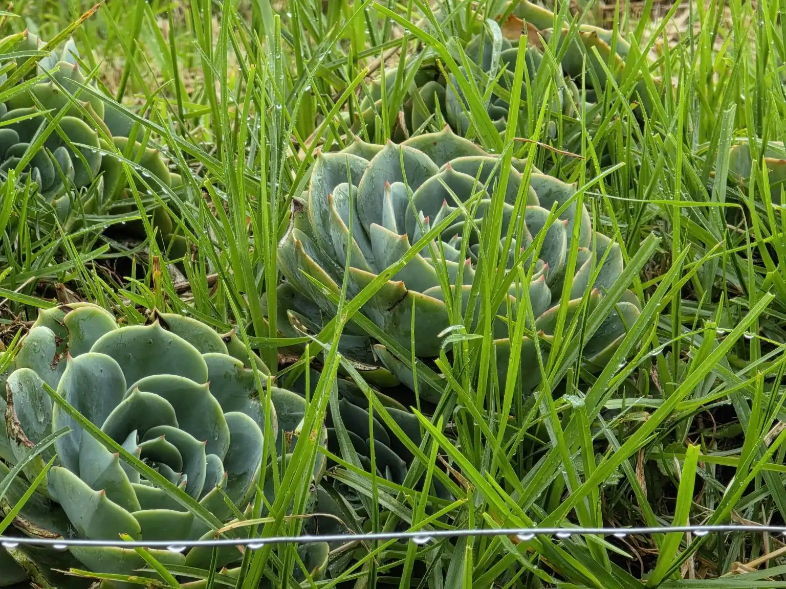 Echeveria succulents growing among long green grass