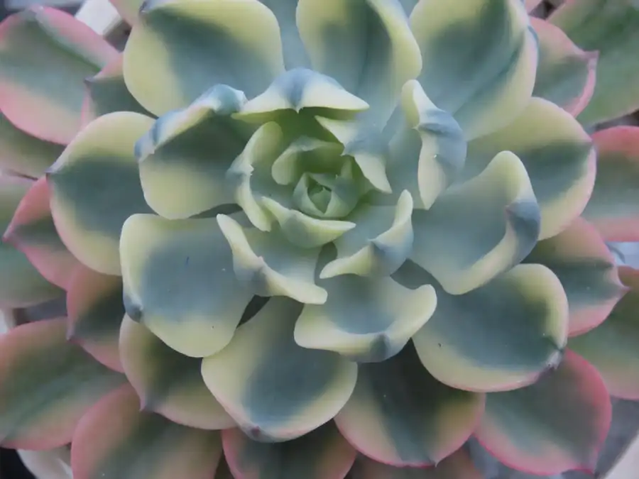 Echeveria from the planting list for a sunny terrace