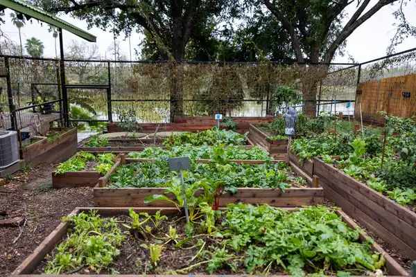 Wooden raised vegetable beds in a fenced garden under large trees