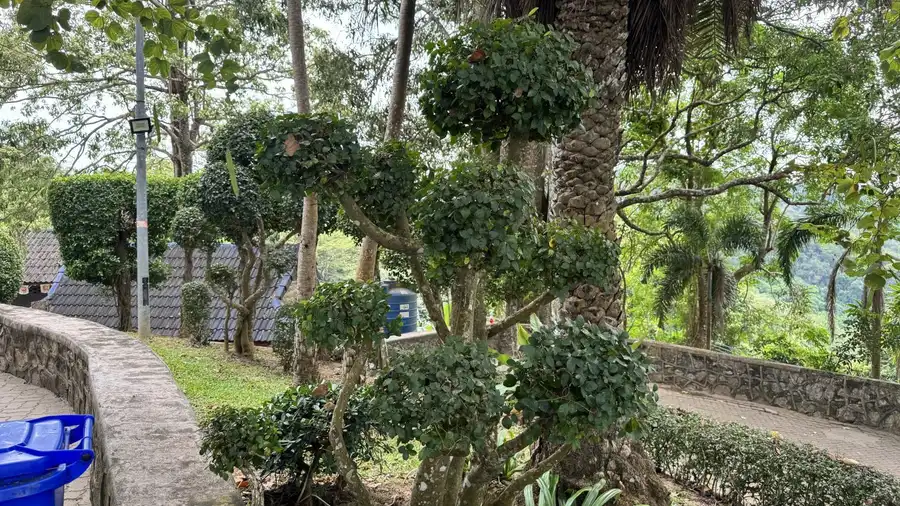 Low stone walls and clipped shrubs along a terraced path